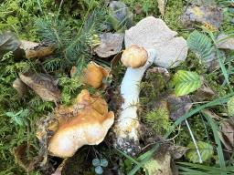 Hydnum rufescens
