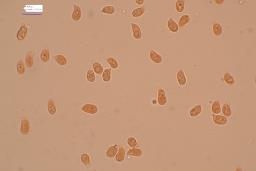 Cuphophyllus fornicatus