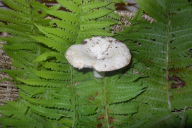 Russula delica