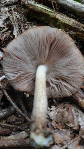 Pluteus cervinus