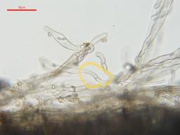 Lepiota griseovirens