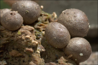 Lycogala epidendrum