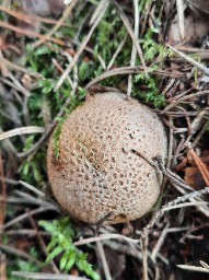 Scleroderma citrinum