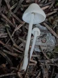 Hemimycena cucullata