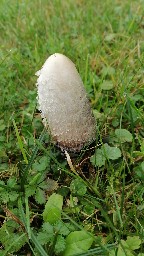 Coprinus comatus