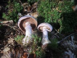 Cortinarius traganus