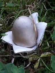 Amanita submembranacea