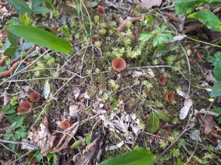 Dumontinia tuberosa