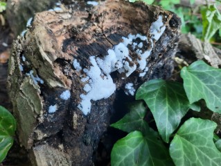 Ceratiomyxa fruticulosa
