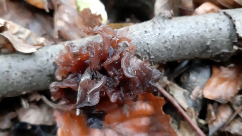 Phaeotremella foliacea