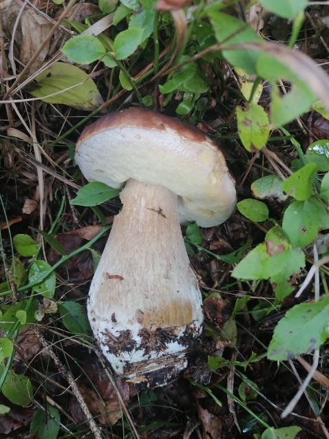 Boletus edulis