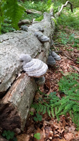 Fomes fomentarius