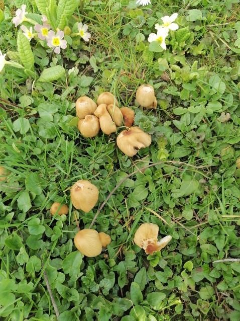 Coprinellus micaceus