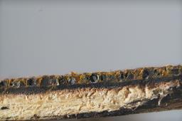 Hypoxylon petriniae