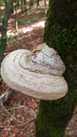 Fomes fomentarius