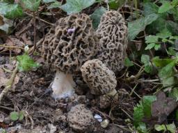 Morchella vulgaris