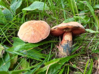 Suillellus luridus