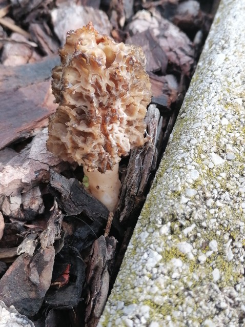 Morchella esculenta