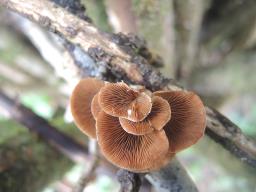 Tectella patellaris
