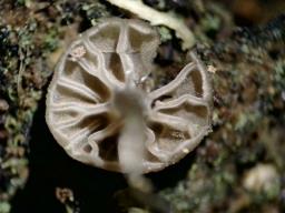 Entoloma rhodocylix