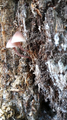 Mycena haematopus