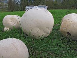 Calvatia gigantea