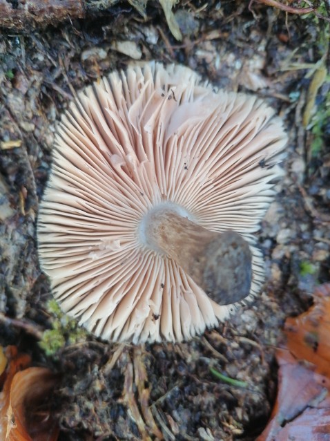 Pluteus umbrosus