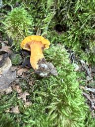 Cantharellus friesii