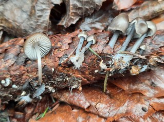 Mycena plumipes