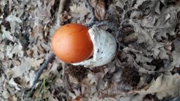 Amanita caesarea