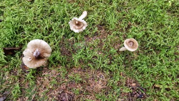 Hygrophorus olivaceoalbus