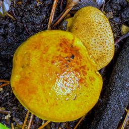 Pseudoboletus parasiticus