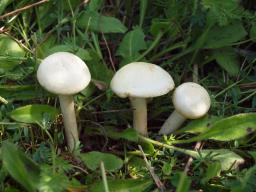 Agrocybe dura