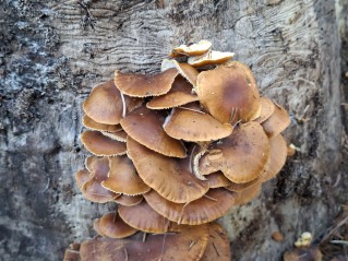 Flammulina velutipes