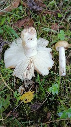 Russula foetens