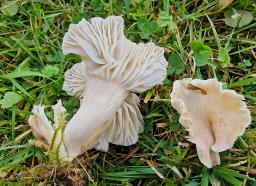 Cuphophyllus pratensis