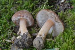 Inocybe nitidiuscula