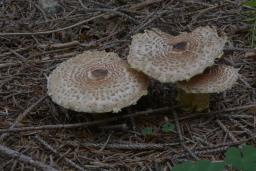 Lepiota magnispora