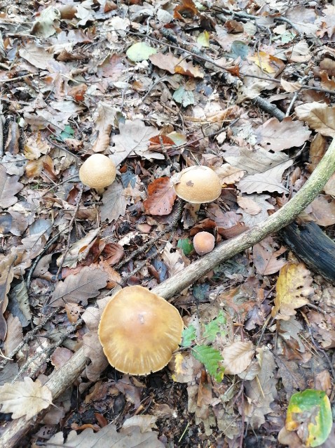 Cortinarius caperatus