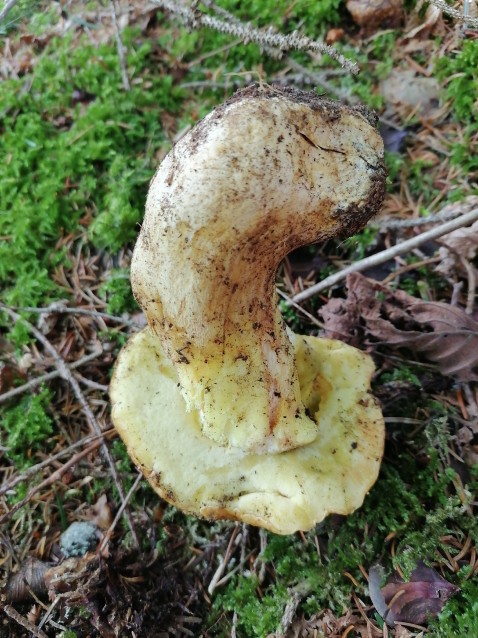 Butyriboletus appendiculatus