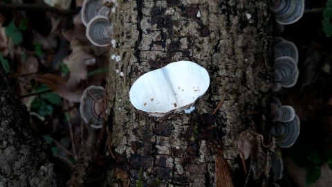 Trametes versicolor