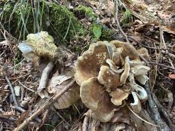 Laeticutis cristata