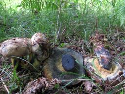 Cyanoboletus pulverulentus