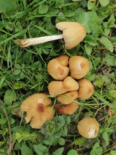 Coprinellus micaceus