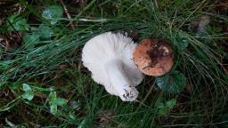 Russula mustelina