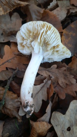 Tricholoma viridilutescens