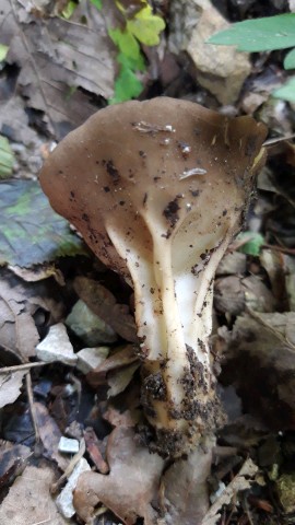 Helvella acetabulum