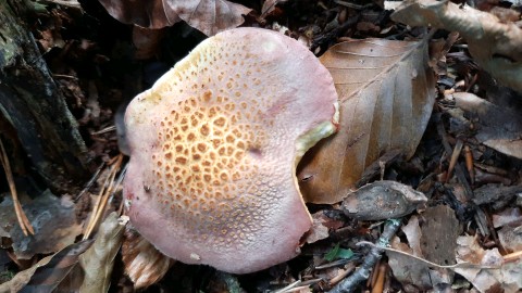 Tricholomopsis rutilans