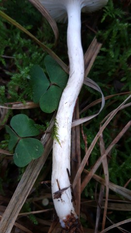 Hygrophorus hypothejus