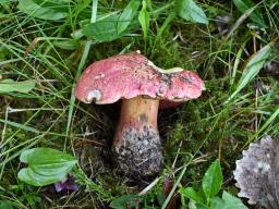 Rubroboletus rubrosanguineus